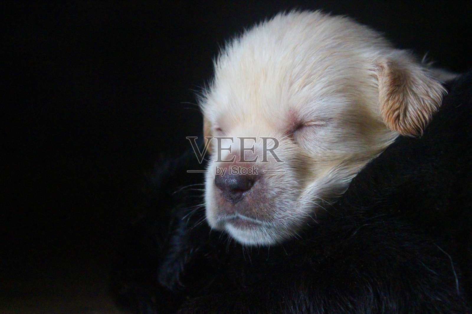 可爱的白色拉布拉多小狗照片摄影图片