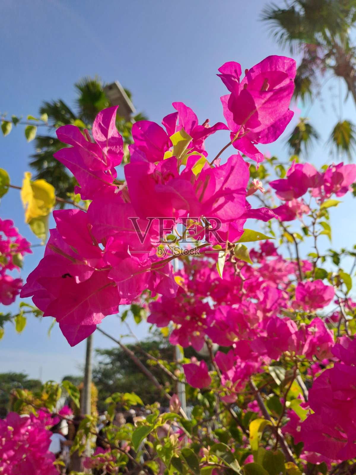 粉红色的花在花园里，自然照片摄影图片