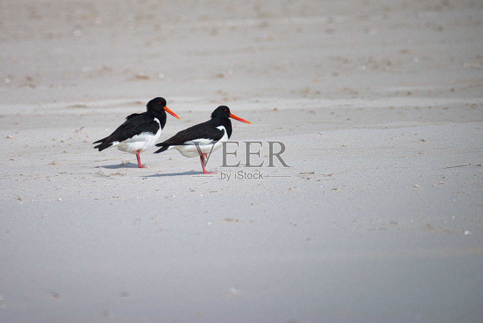 两个捕牡蛎的人站在阿姆鲁姆岛的尼普沙洲上照片摄影图片