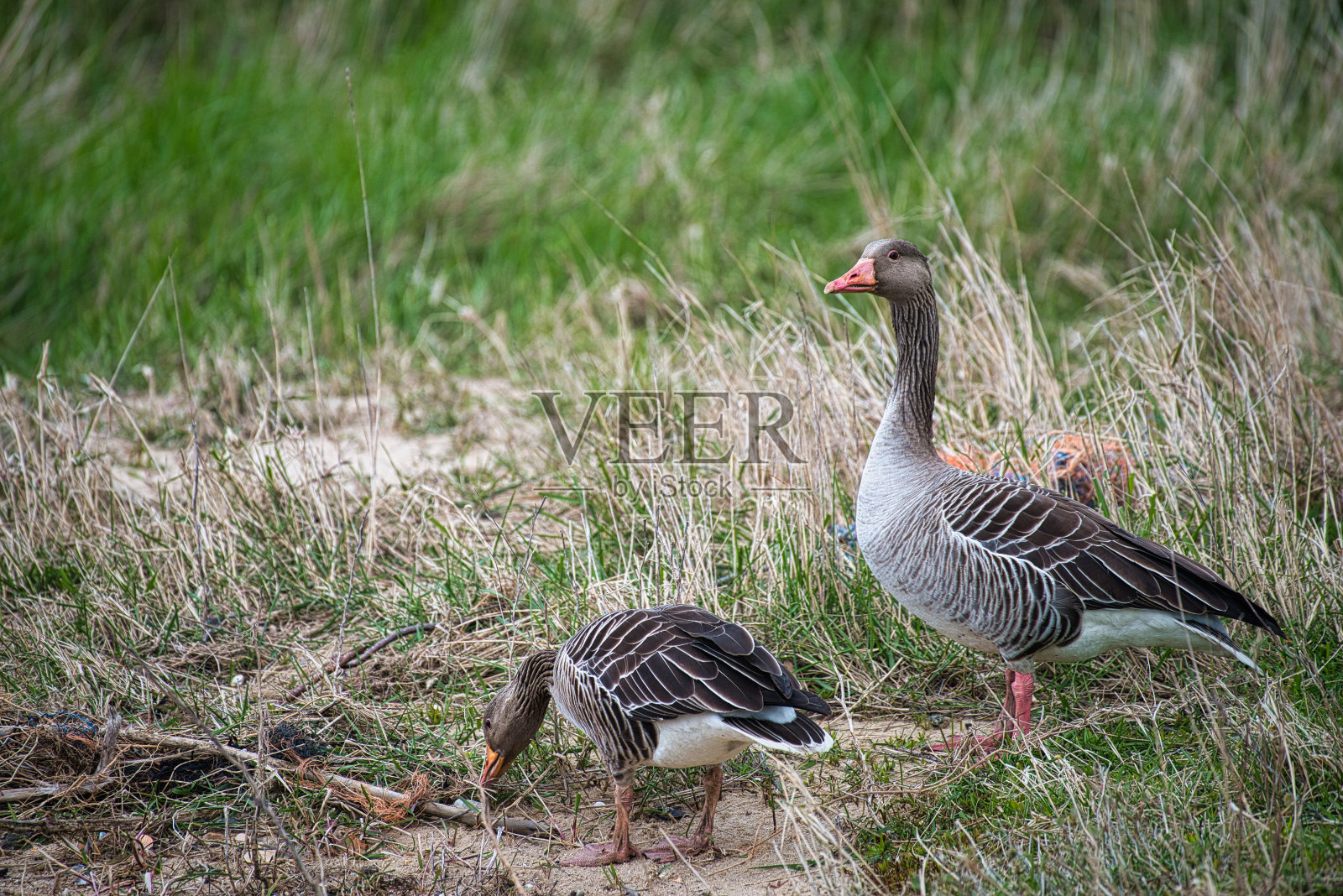 灰雁在阿姆鲁姆岛上吃草照片摄影图片