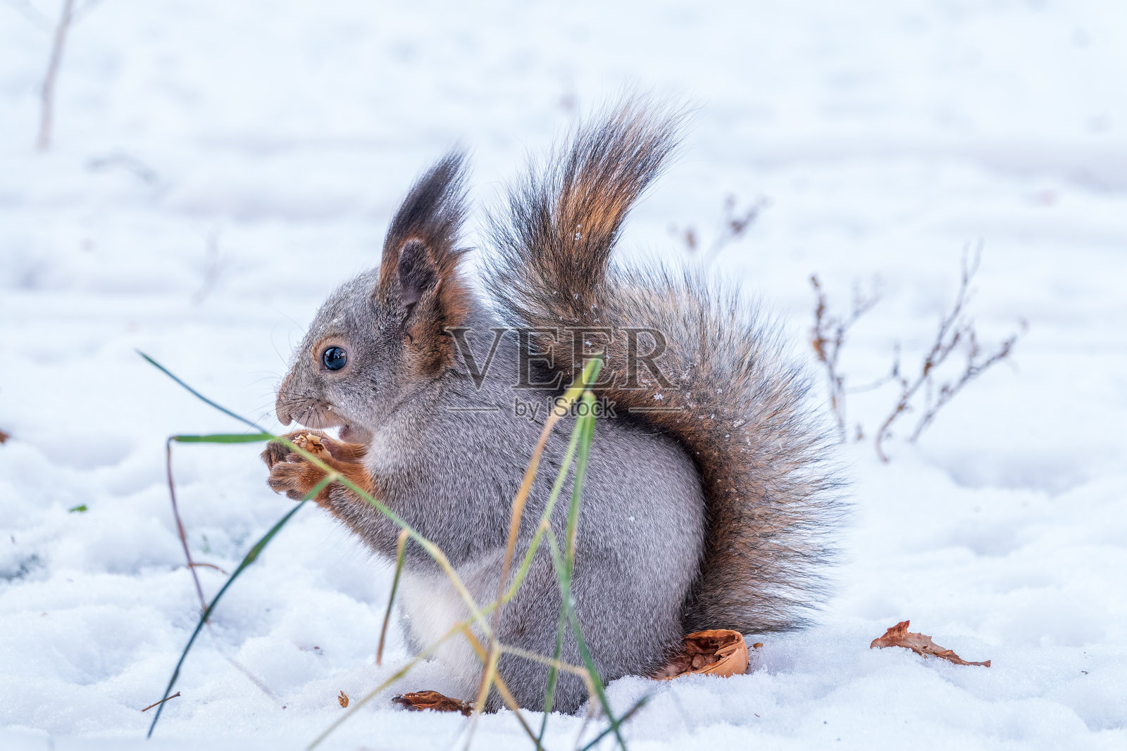 冬天的松鼠坐在白色的雪地上。照片摄影图片