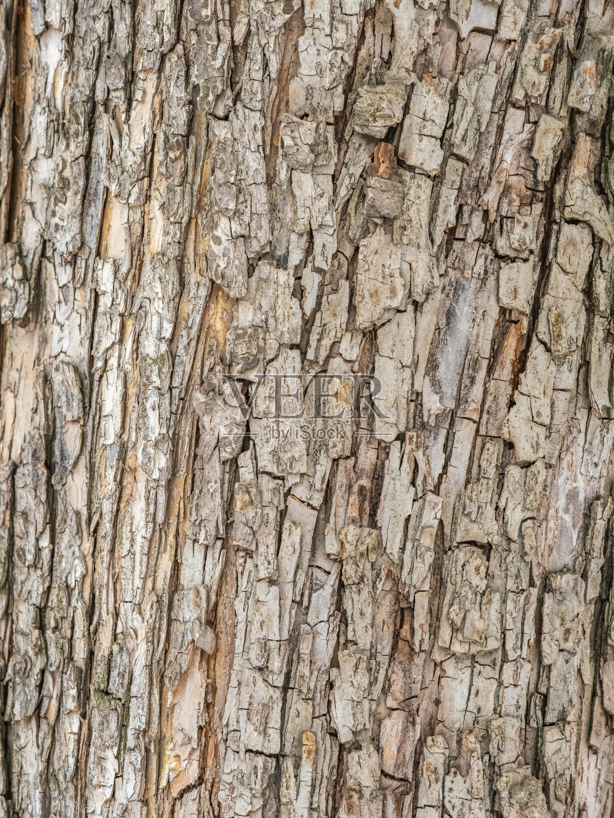 老苹果树树皮的质地照片摄影图片