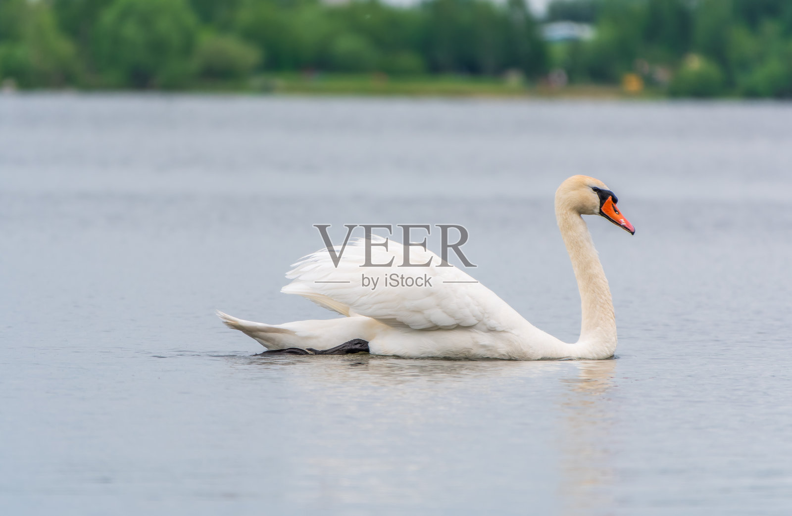 优雅的白天鹅在湖中游泳，天鹅在野外。一只白天鹅在湖中游泳的肖像。照片摄影图片