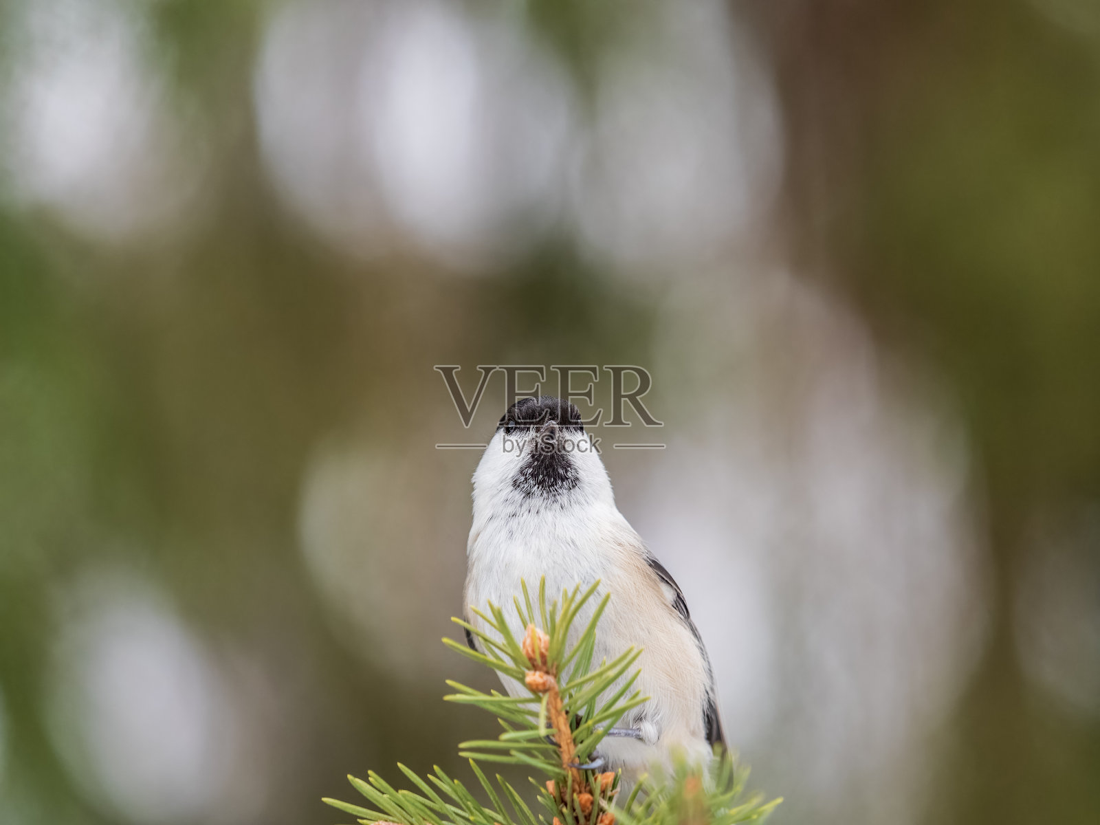 可爱的小鸟柳树山雀，歌唱的小鸟坐在冷杉枝上照片摄影图片