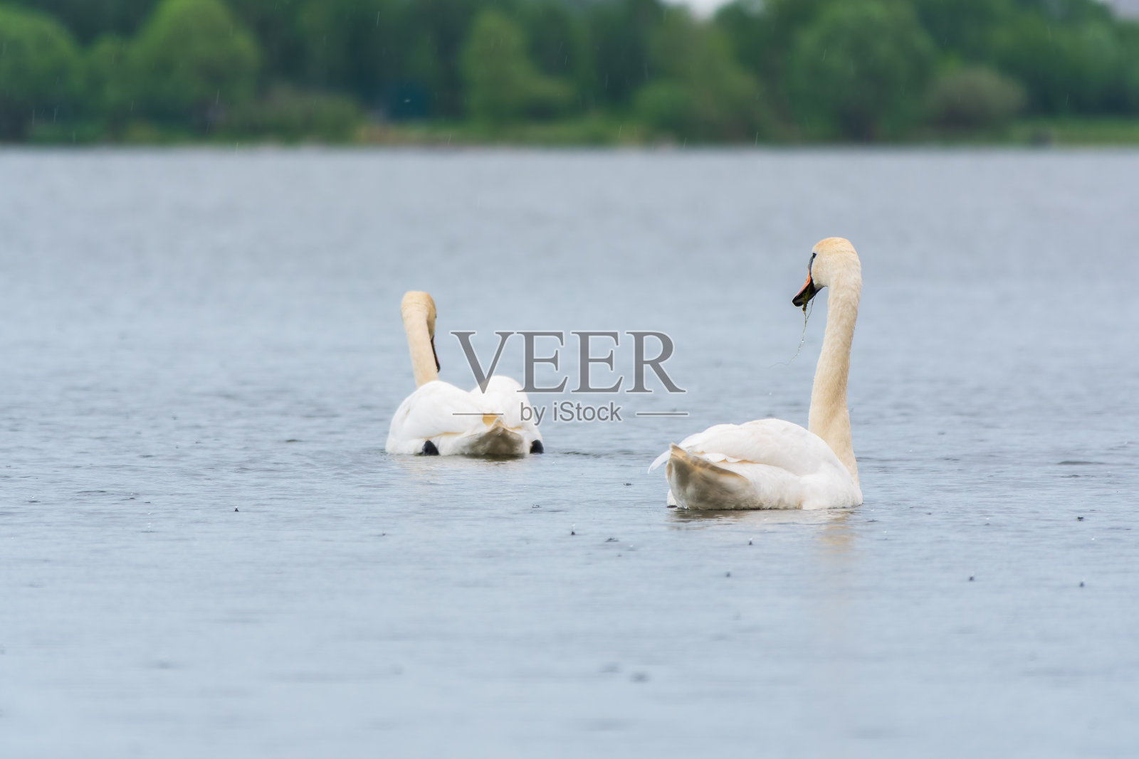 两只优雅的白天鹅在湖里游泳，在野外的天鹅照片摄影图片