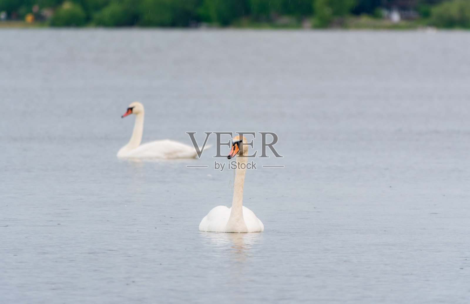 两只优雅的白天鹅在湖里游泳，在野外的天鹅照片摄影图片