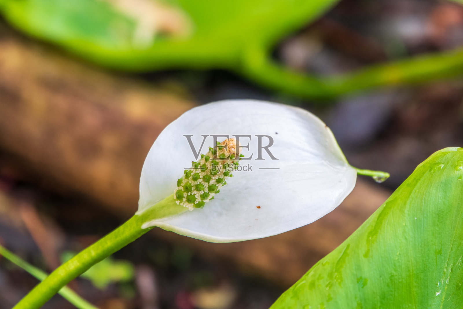 白色的马蹄莲花，典型的黄橙色花萼照片摄影图片