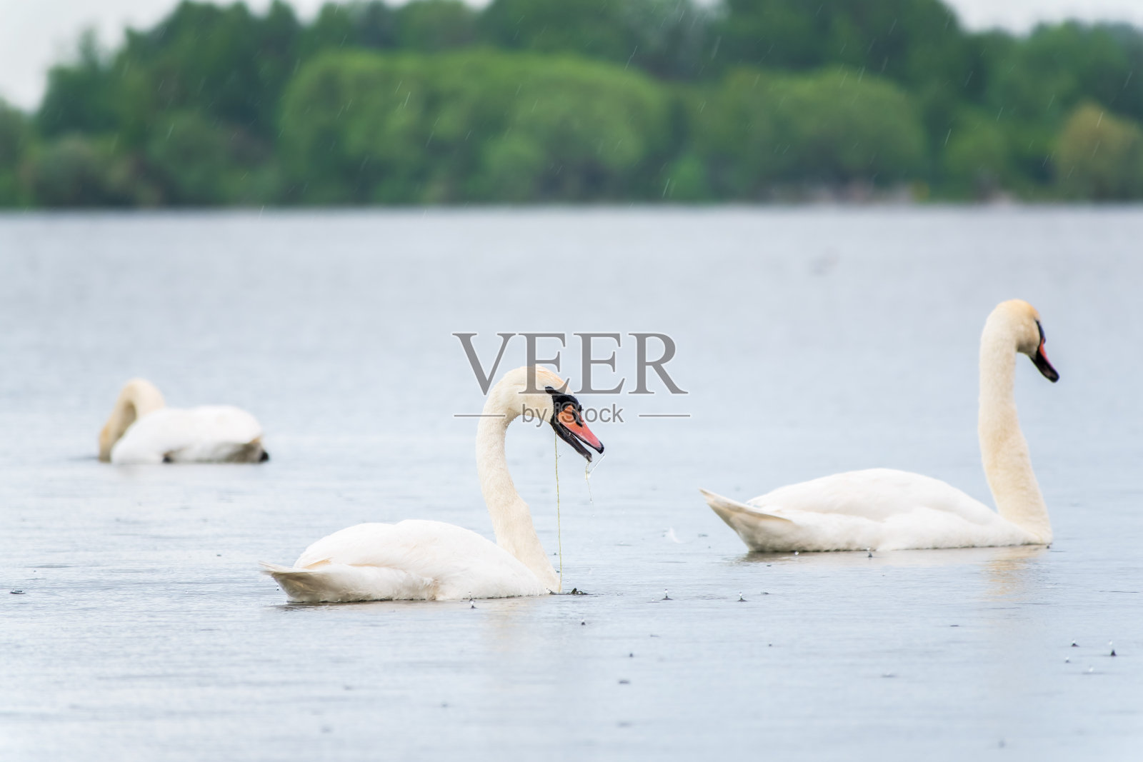 三只优雅的白天鹅在湖里游泳，天鹅在野外。照片摄影图片
