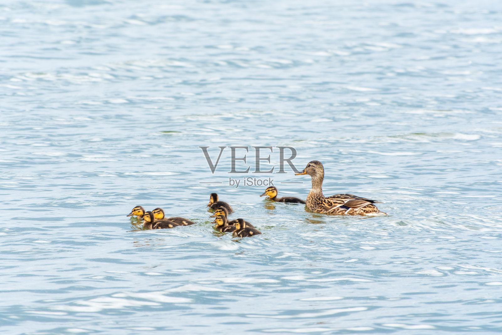 一群鸭子，一只鸭子和它的小鸭们正在水里游泳。这只鸭子照顾它刚出生的小鸭子。野鸭,lat。阿拉斯platyrhynchos照片摄影图片