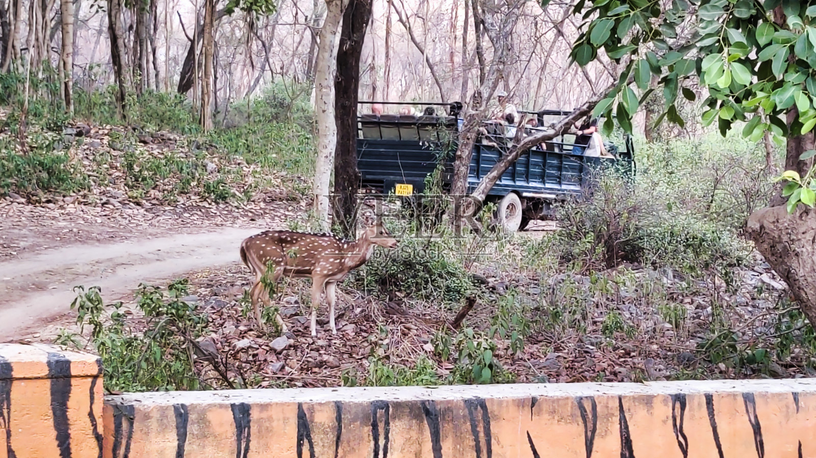 在兰坦堡国家公园发现的一只鹿的照片照片摄影图片