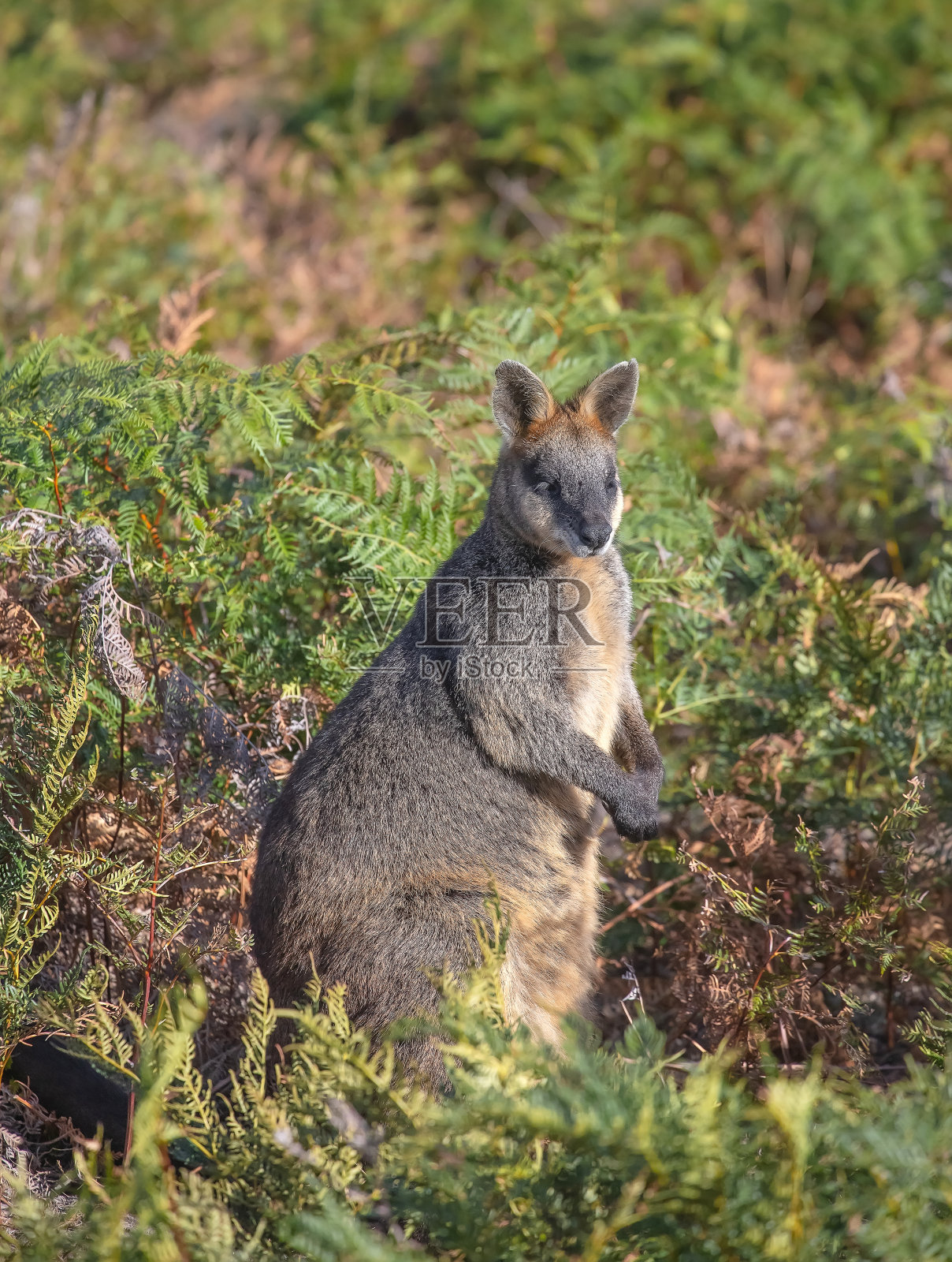 澳大利亚袋鼠，一只小袋鼠，站在绿色的灌木丛中。大自然中可爱的动物。特写镜头照片摄影图片