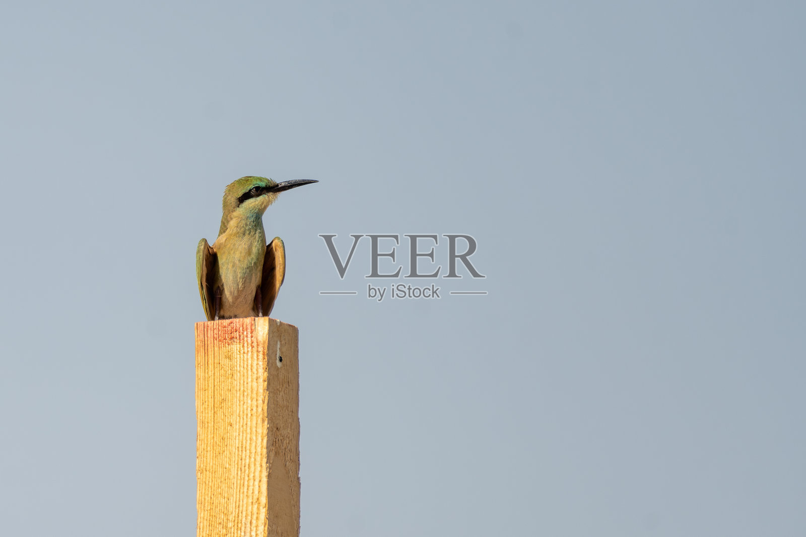 阿拉伯蜂虎鸟照片摄影图片