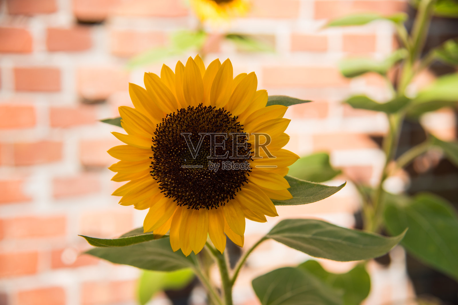 在墙的背景上盛开的向日葵照片摄影图片