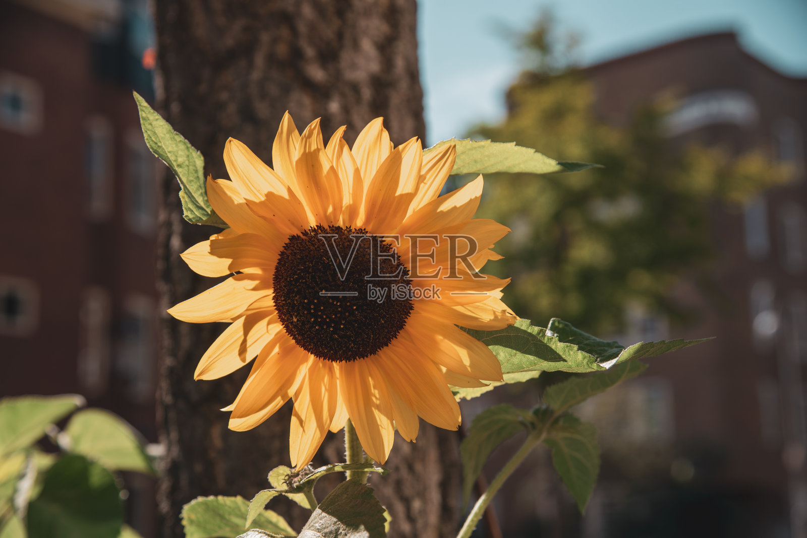 黄色的向日葵映衬着天空照片摄影图片