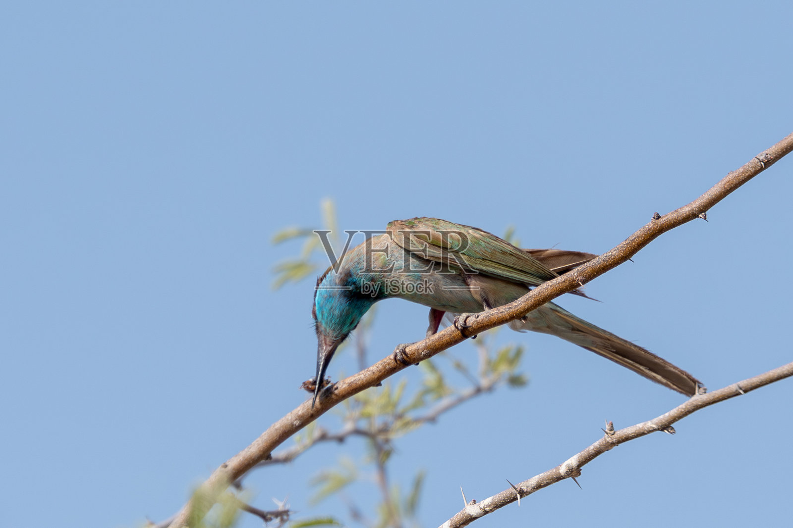 阿拉伯蜂虎鸟照片摄影图片