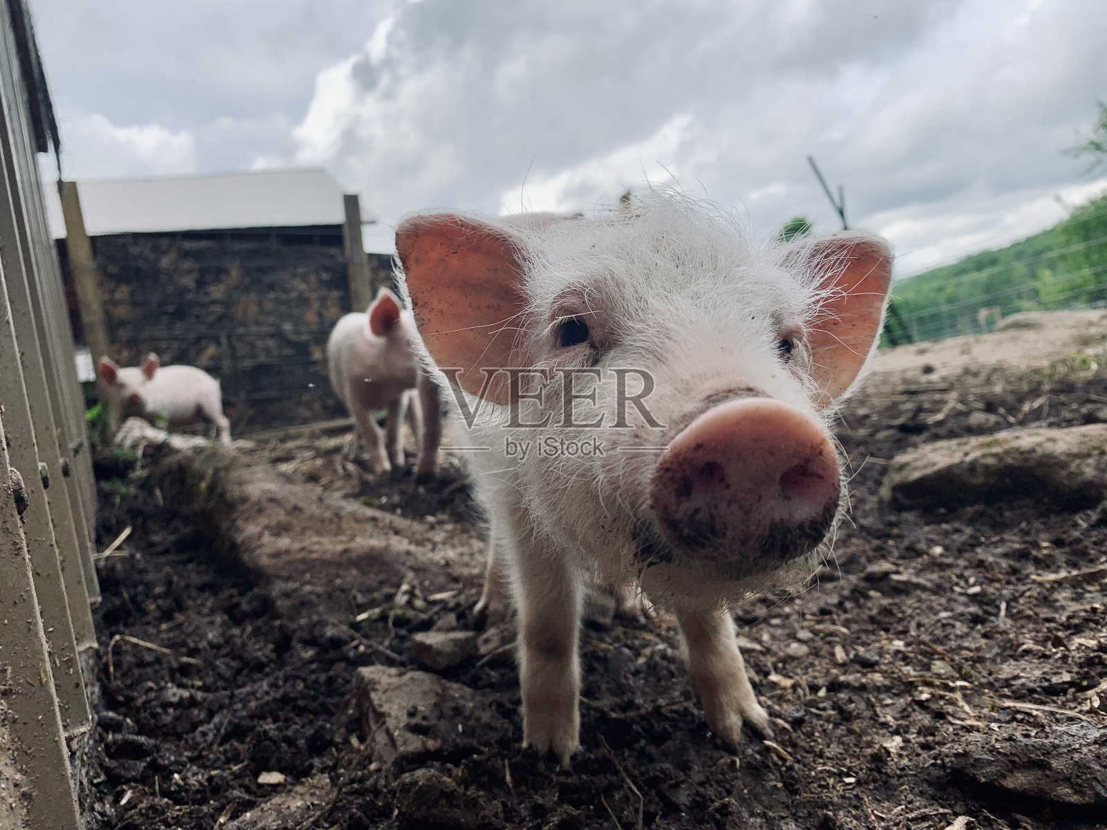 好奇的小猪照片摄影图片
