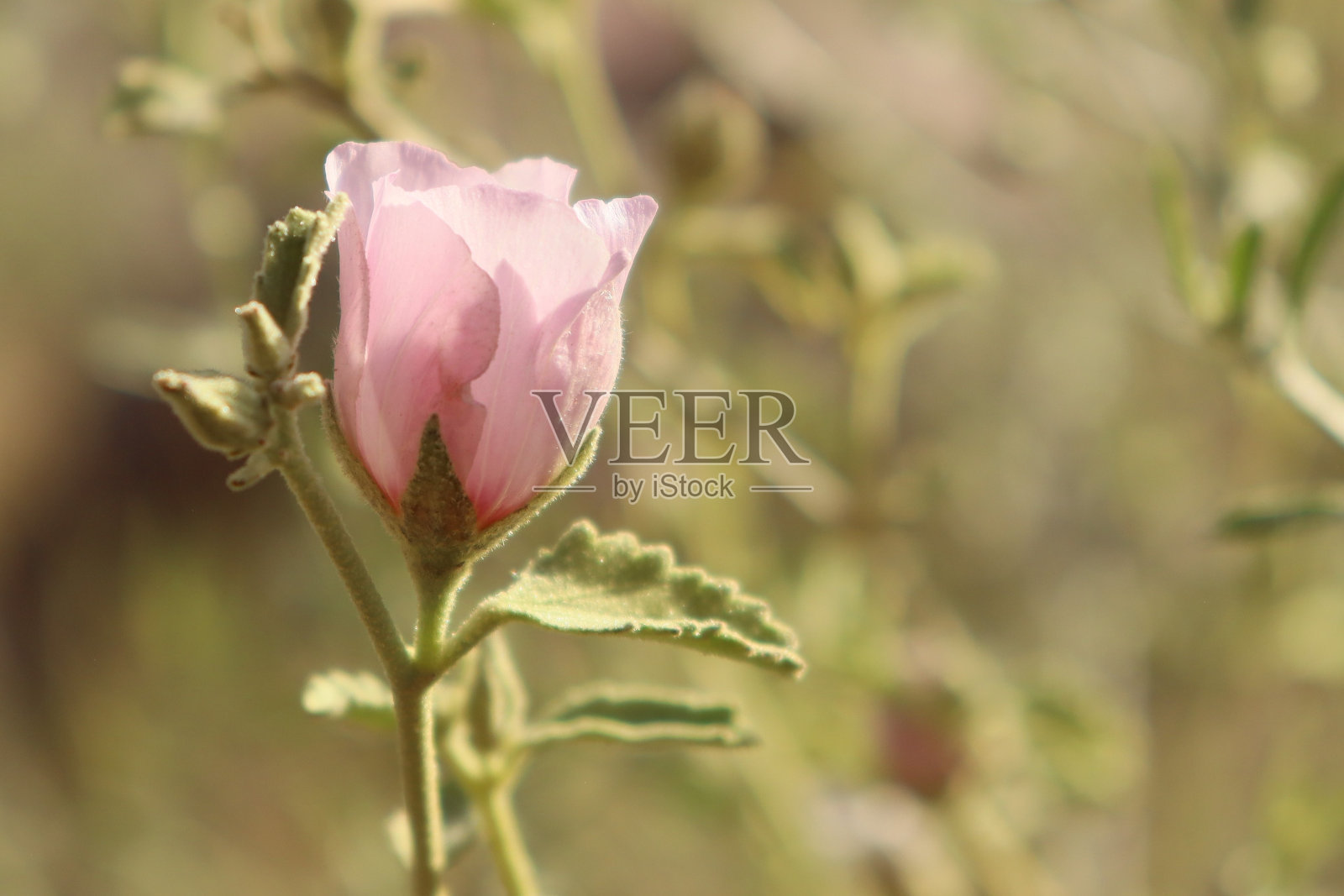 芙蓉照片摄影图片