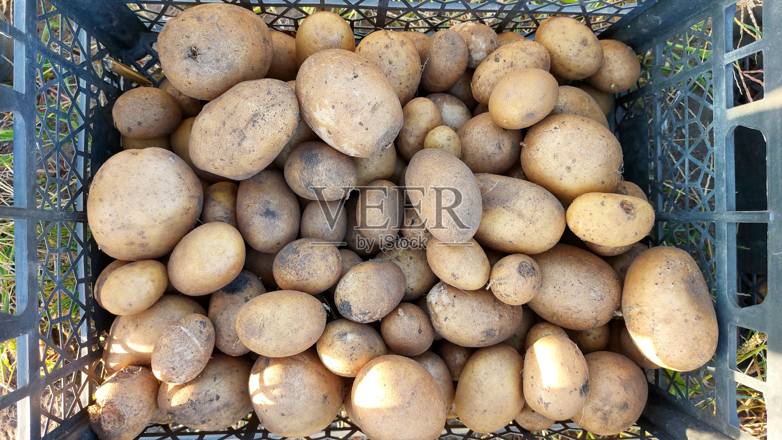 小白薯放在塑料容器里照片摄影图片