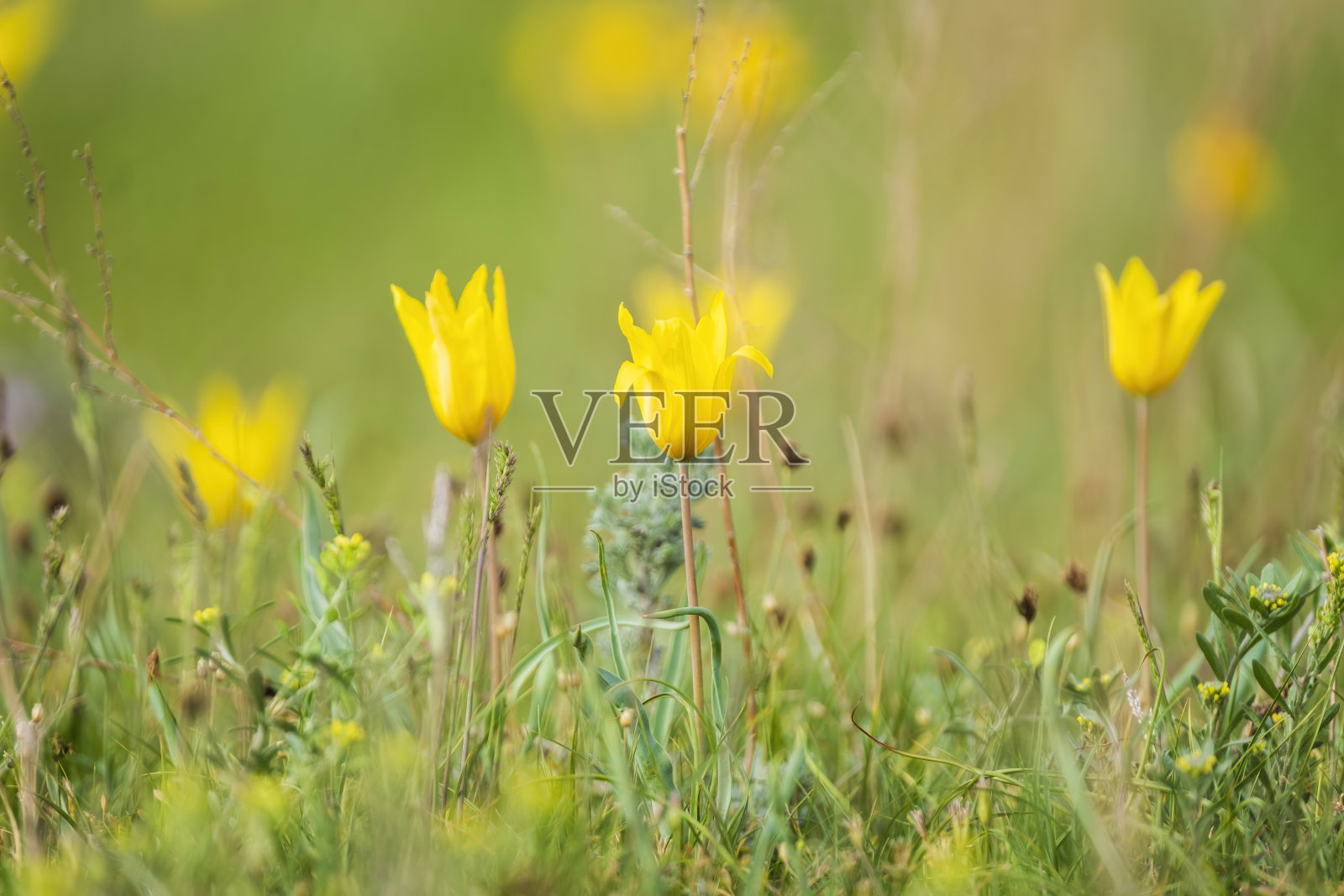 美丽的野生黄色郁金香在春天的草地上照片摄影图片
