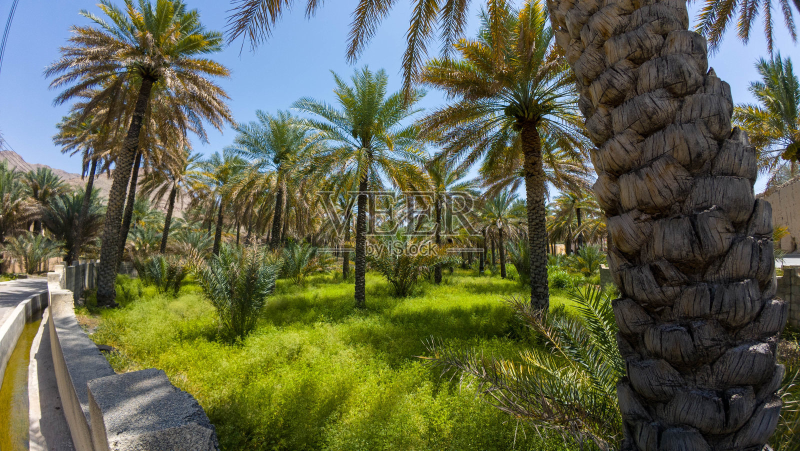 在春天的一天，阿曼尼兹瓦的椰枣树花园的照片照片摄影图片