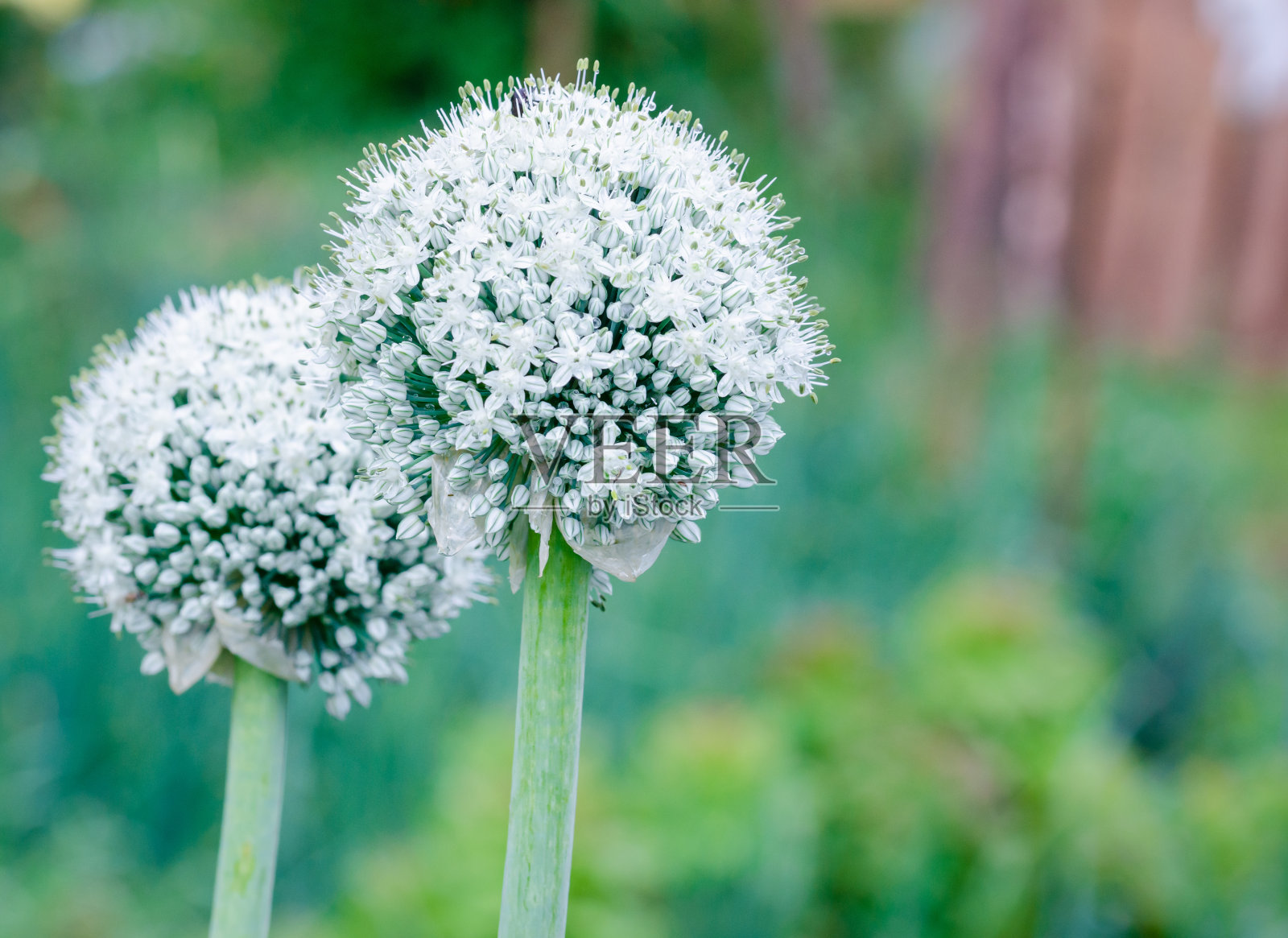 花园里有两朵绿茎的白花。洋葱花。照片摄影图片