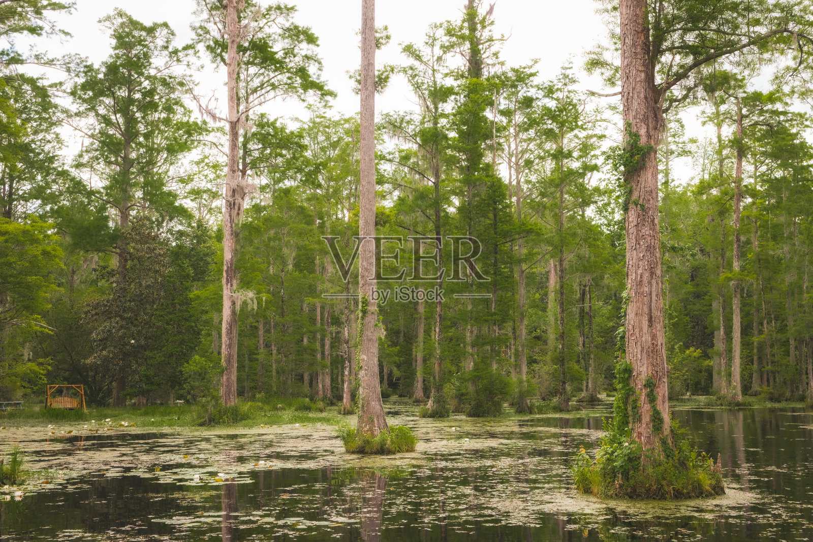 南卡罗来纳州沼泽和柏树花园照片摄影图片