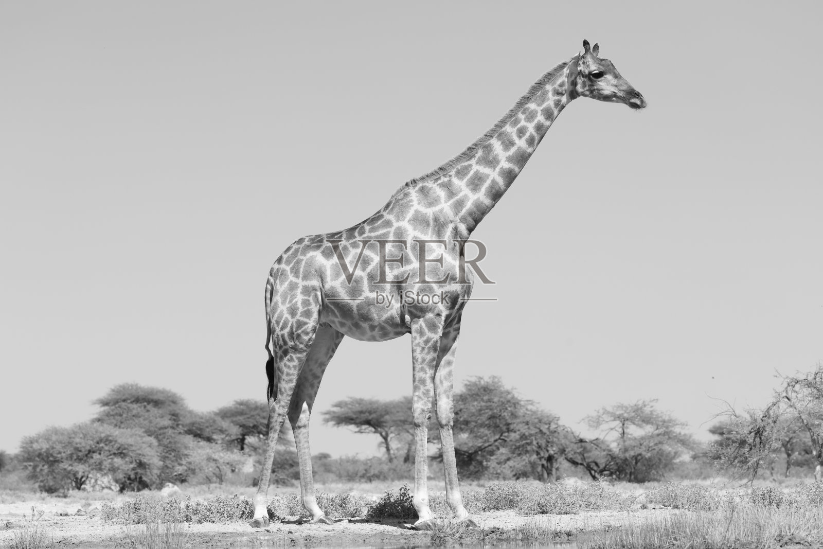 纳米比亚长颈鹿的黑白照片照片摄影图片