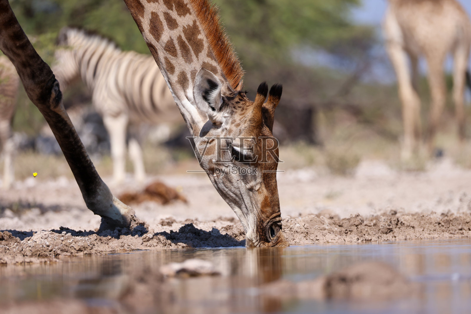 水从饮水的长颈鹿嘴里流出来照片摄影图片