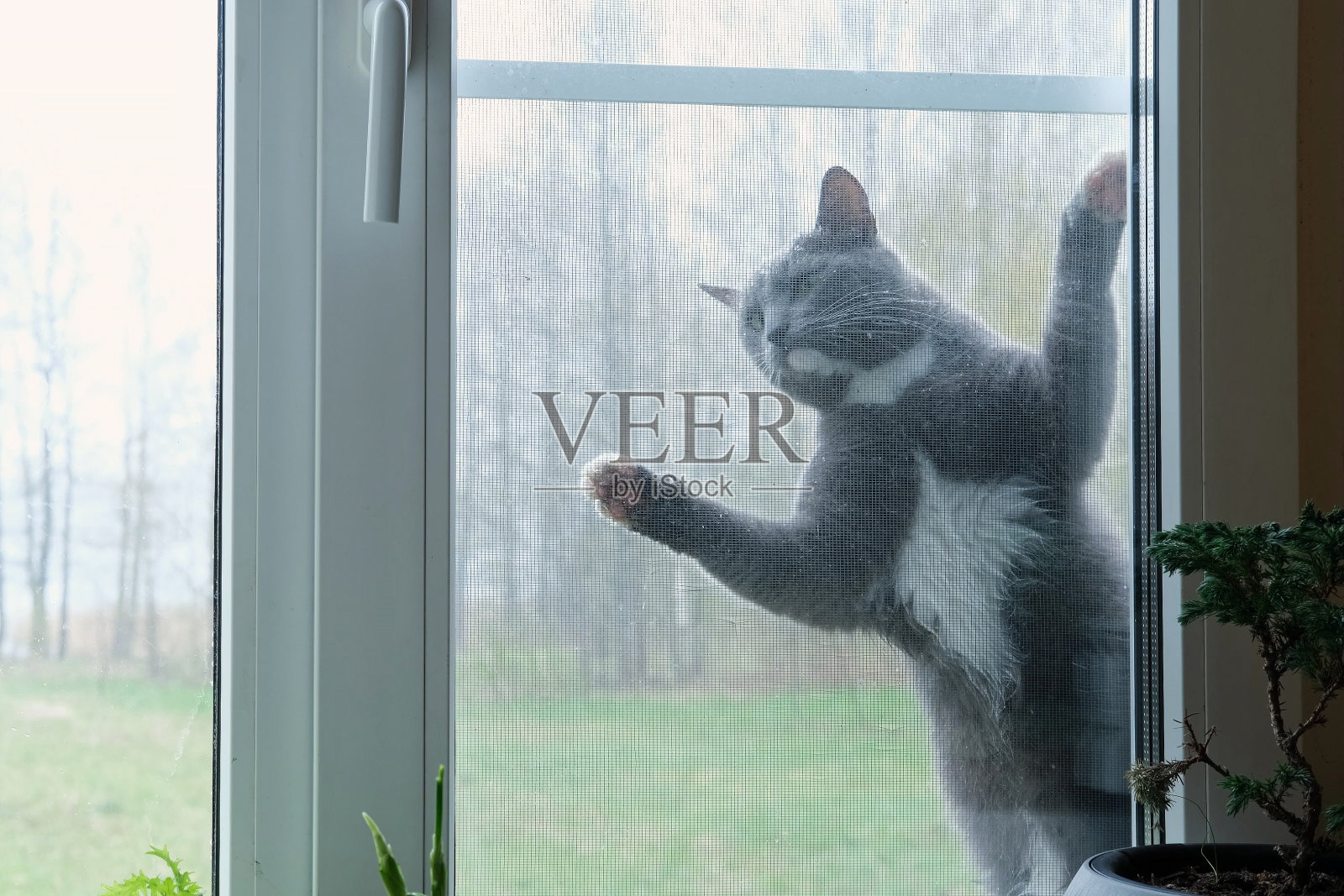 好奇的猫用爪子撕破窗户上的蚊帐。幽默，有趣的宠物。家猫在户外攀爬。保护。小猫出去散步，想回家。宠物在外面。从家里看照片摄影图片