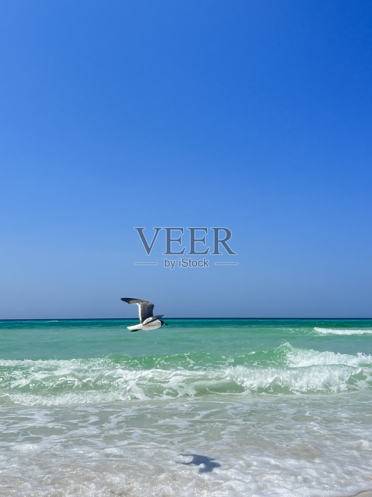 海鸥海滩照片摄影图片