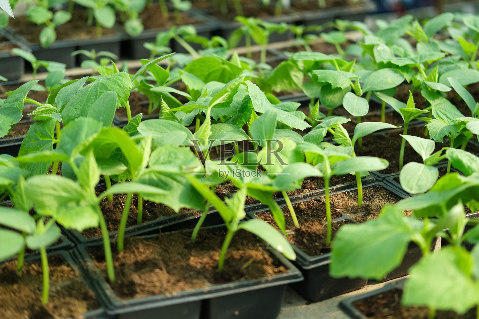 黄瓜幼苗在塑料盆、容器中生长。园艺的概念。苗木准备从花园托盘种植在地面上。年轻的豆芽。从种子生长的。健康食品生产。照片摄影图片