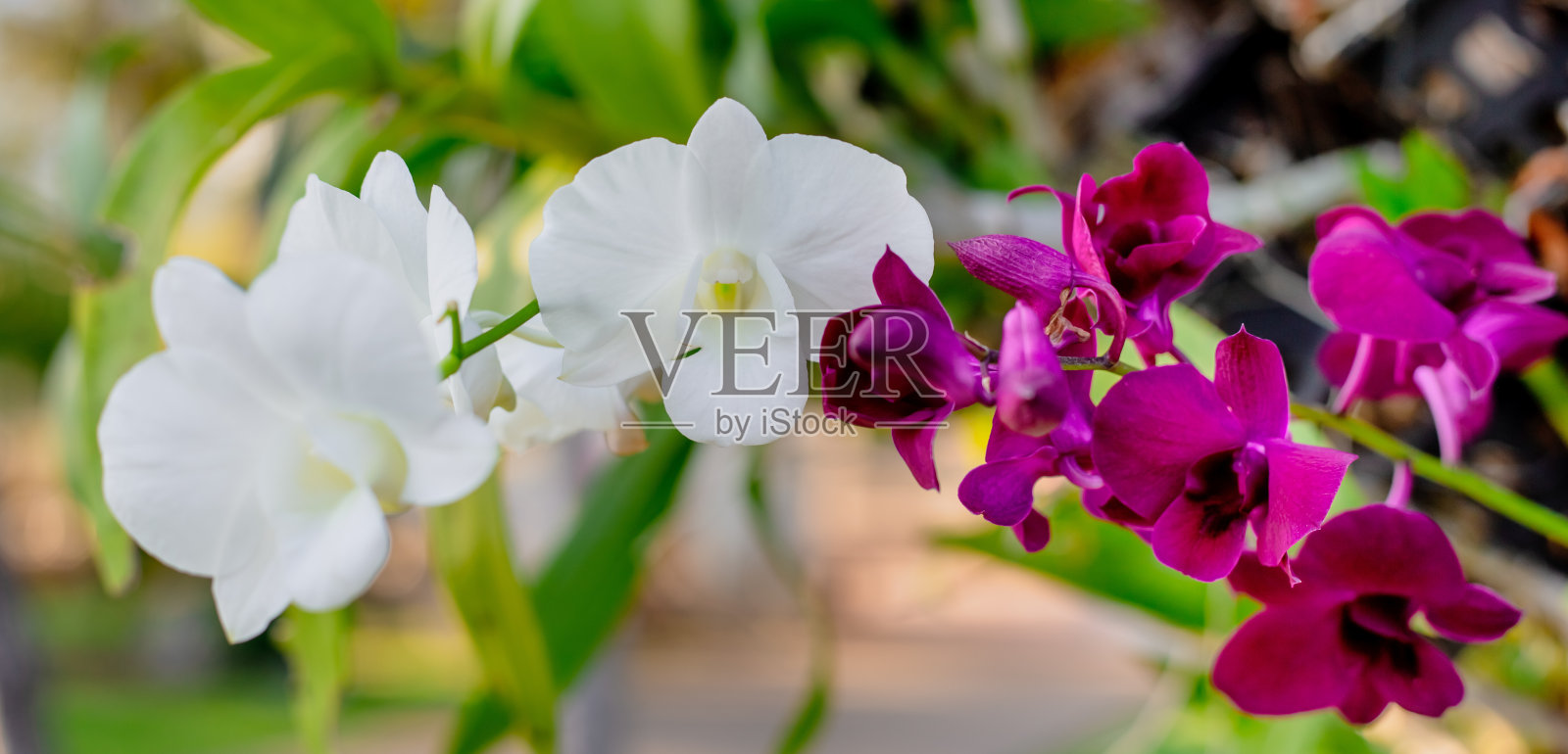 公园里盛开着白色和紫红色的兰花。花的背景照片摄影图片