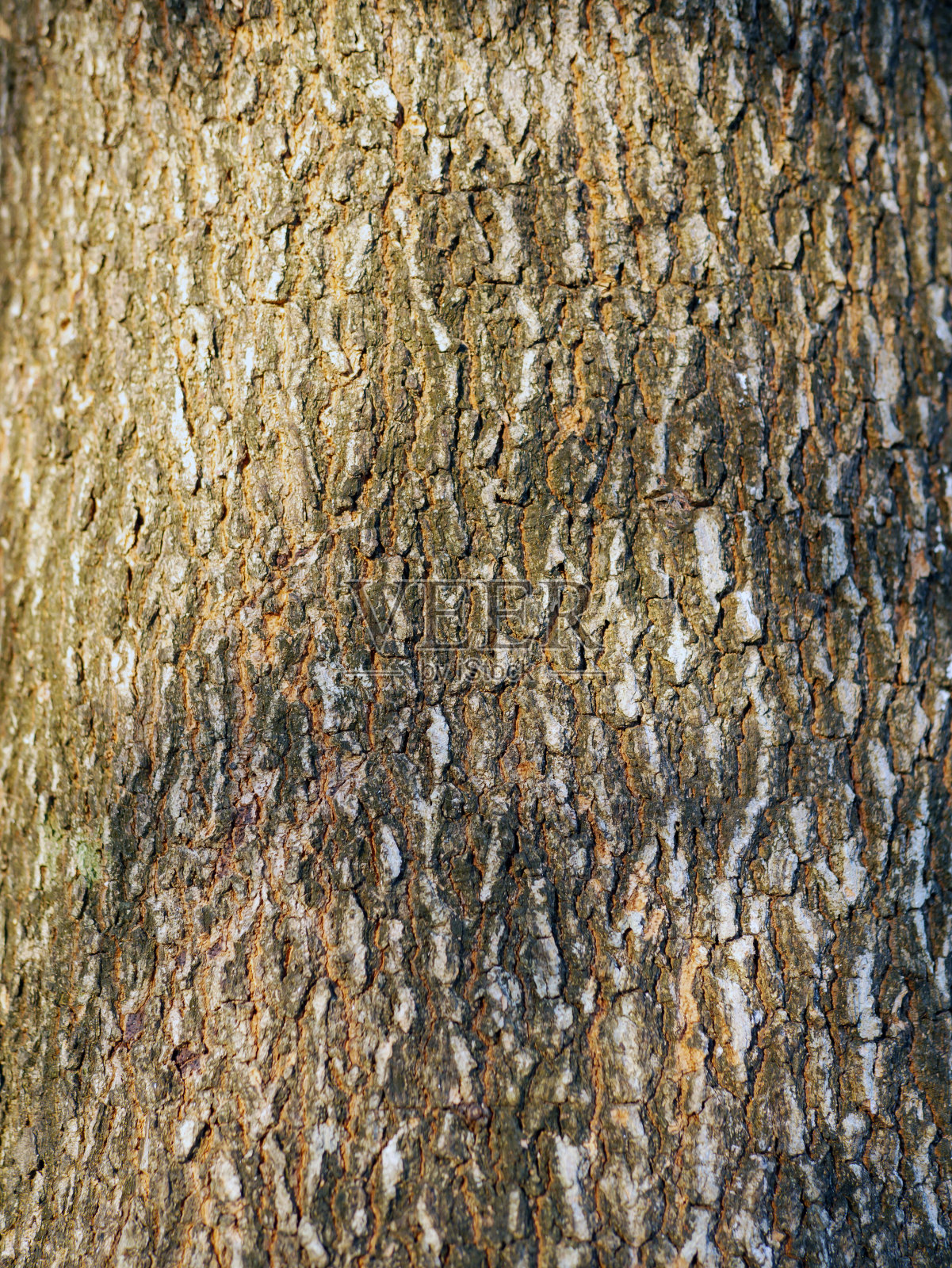 阳光阴影树枝图案在罗望子树皮背景图案或罗望子树皮肤纹理照片摄影图片