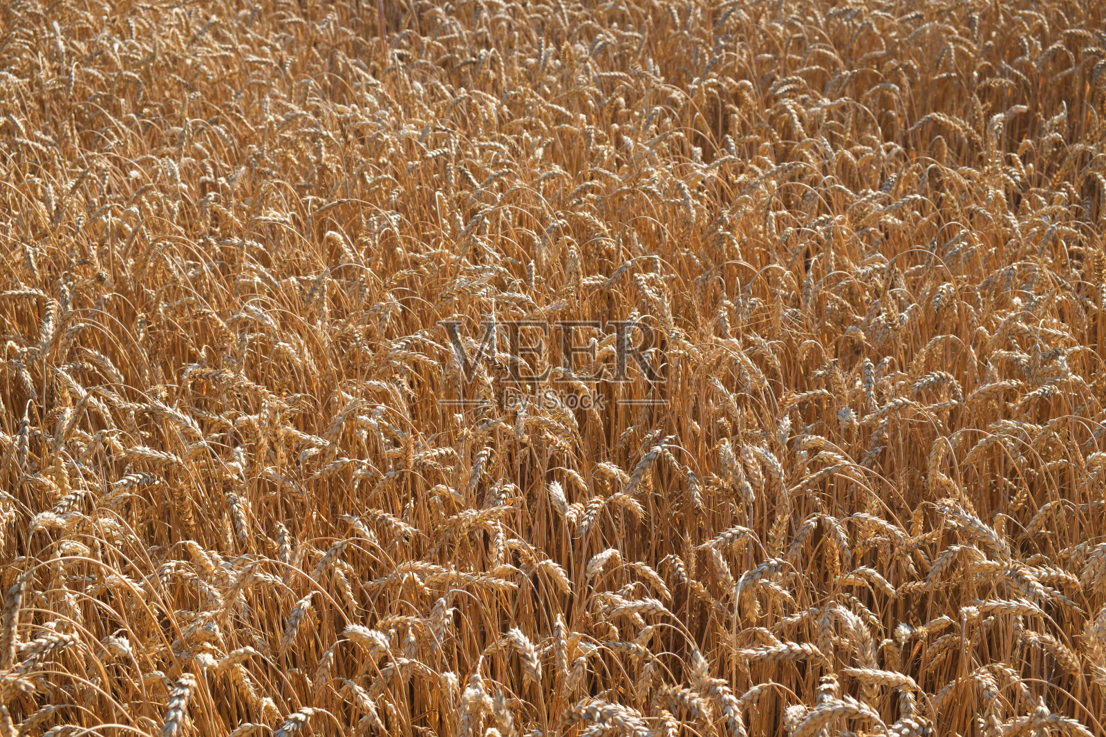 成熟的麦穗，完整的框架。收获谷物，背景。背景是在农田里准备收割的黄色谷物田成熟的穗子。广告短信的复制空间。照片摄影图片