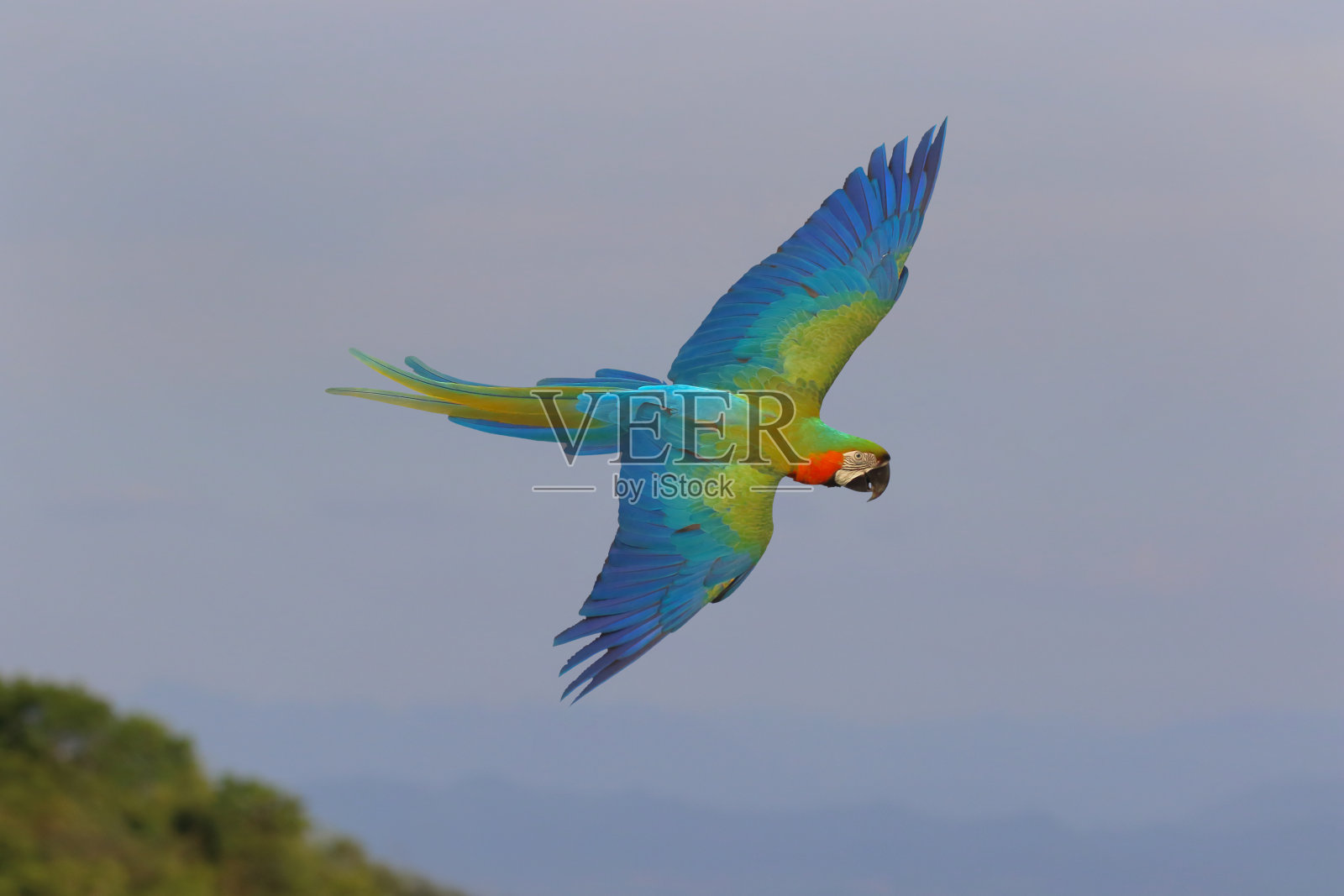 鹦鹉照片摄影图片