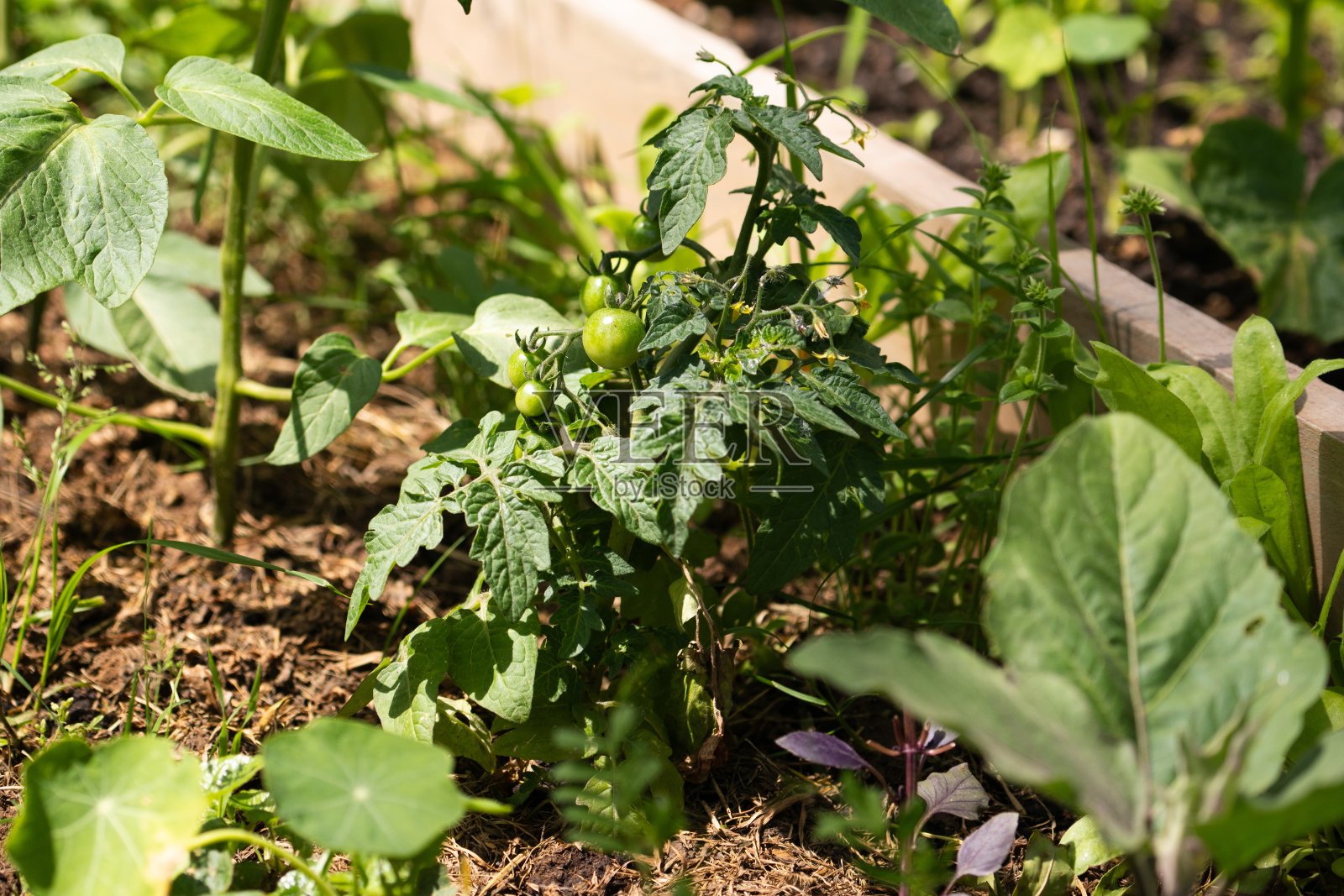 本土西红柿照片摄影图片