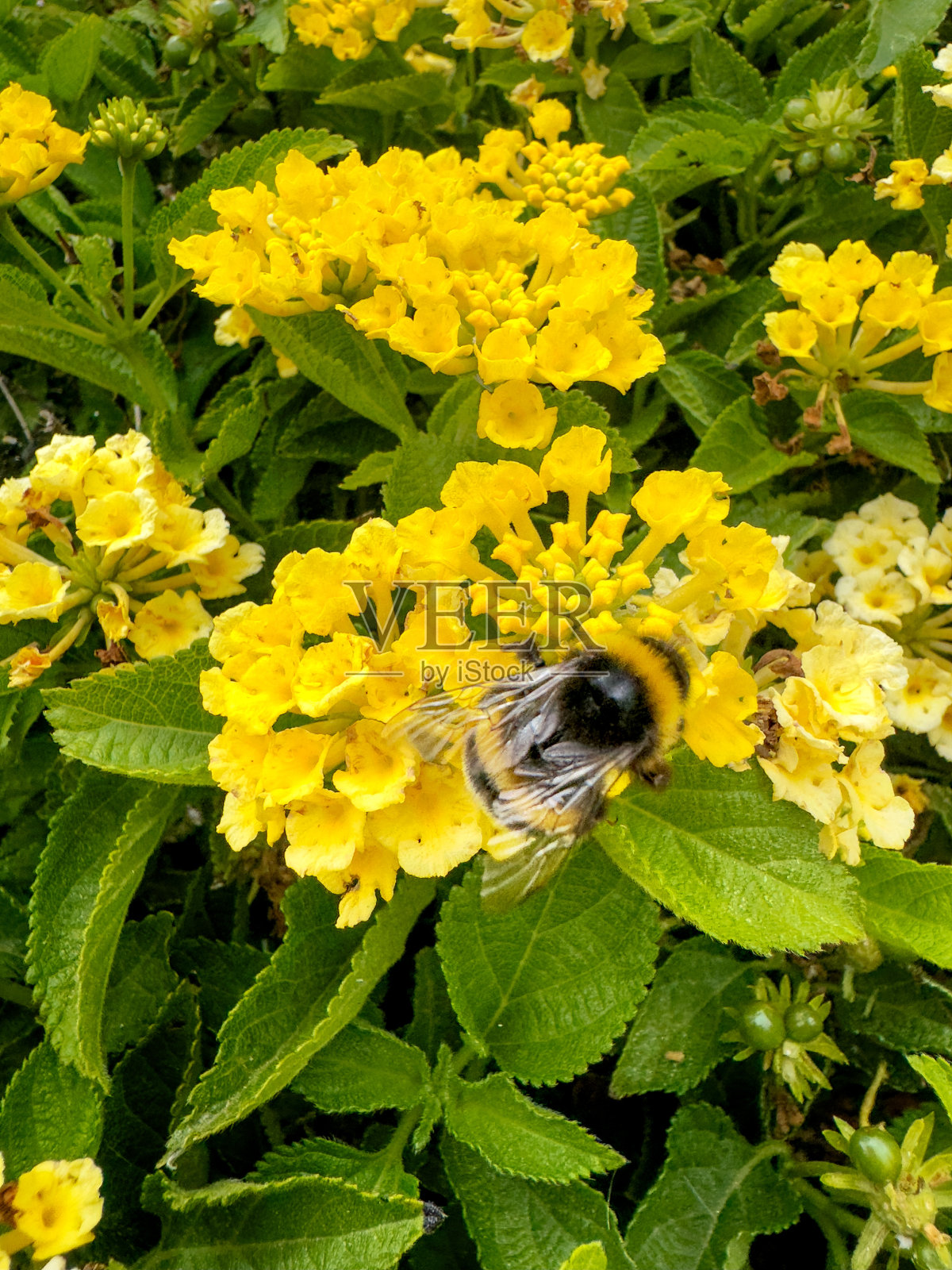 大蜜蜂在黄花上授粉，近距离。照片摄影图片