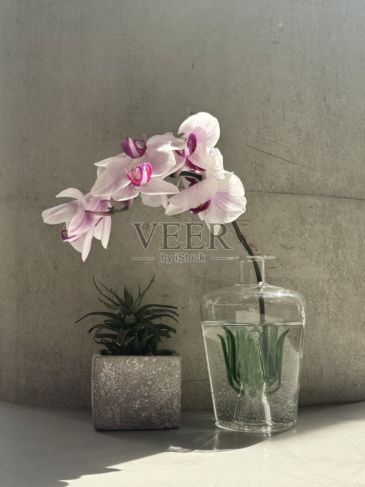 兰花照片摄影图片