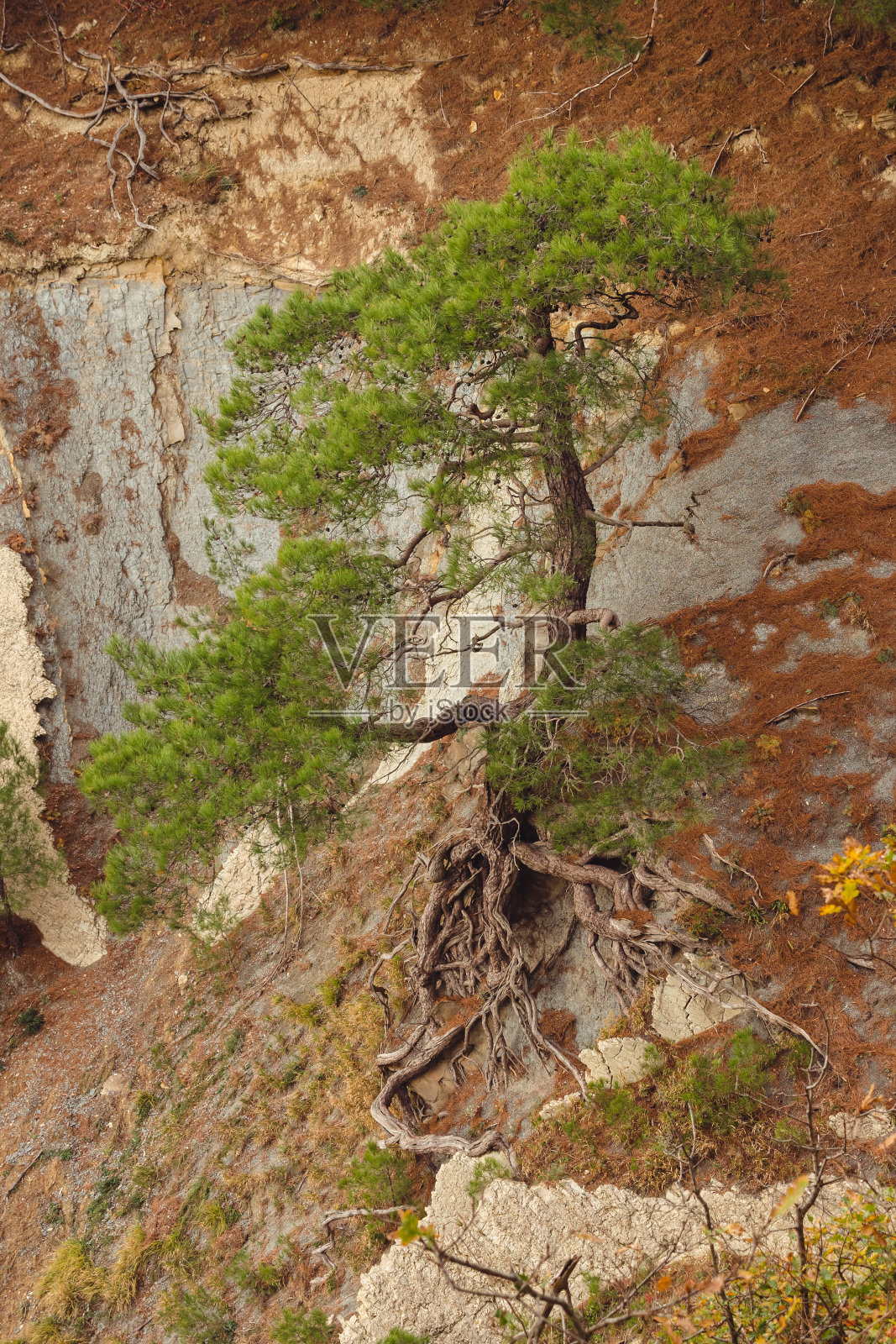 一棵有弹性的树紧贴在陡峭的岩石悬崖上，它的根暴露在外，与崎岖的地形交织在一起照片摄影图片