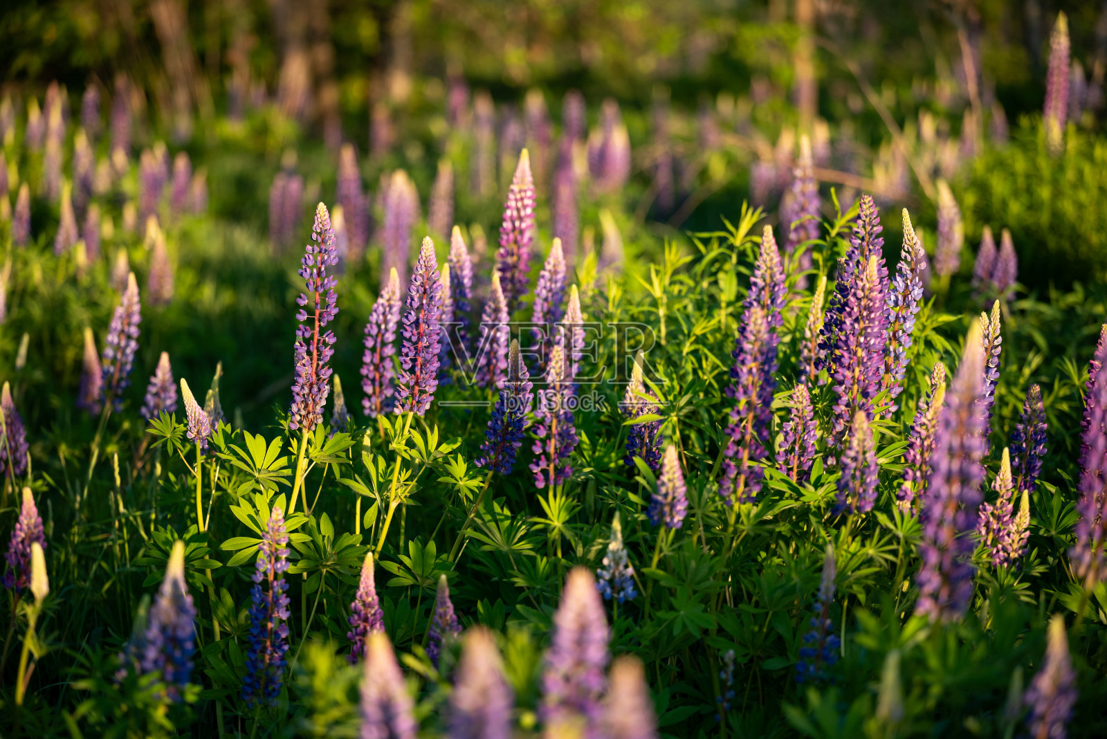 田野里美丽的羽扇豆花照片摄影图片