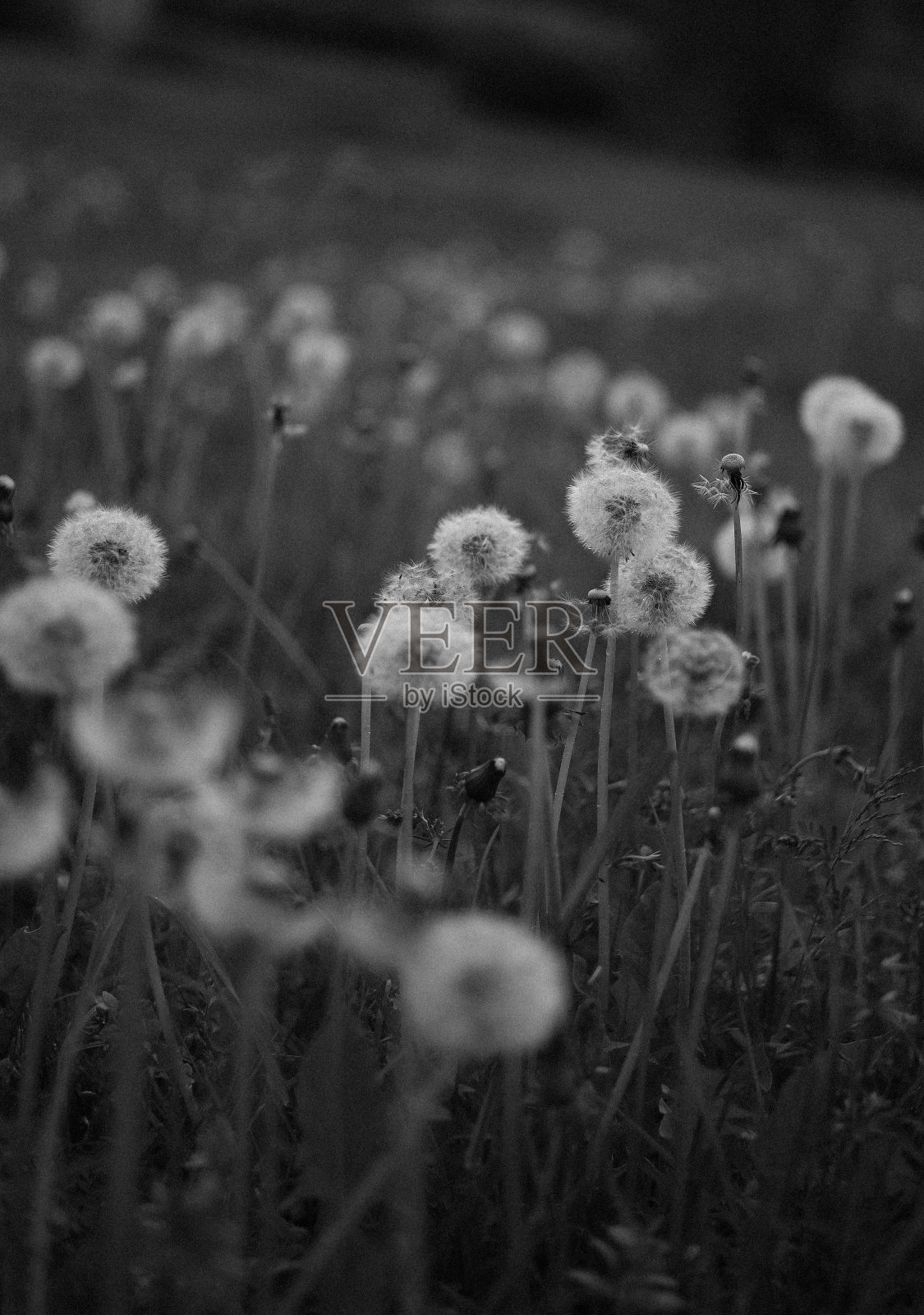 自然照片摄影图片