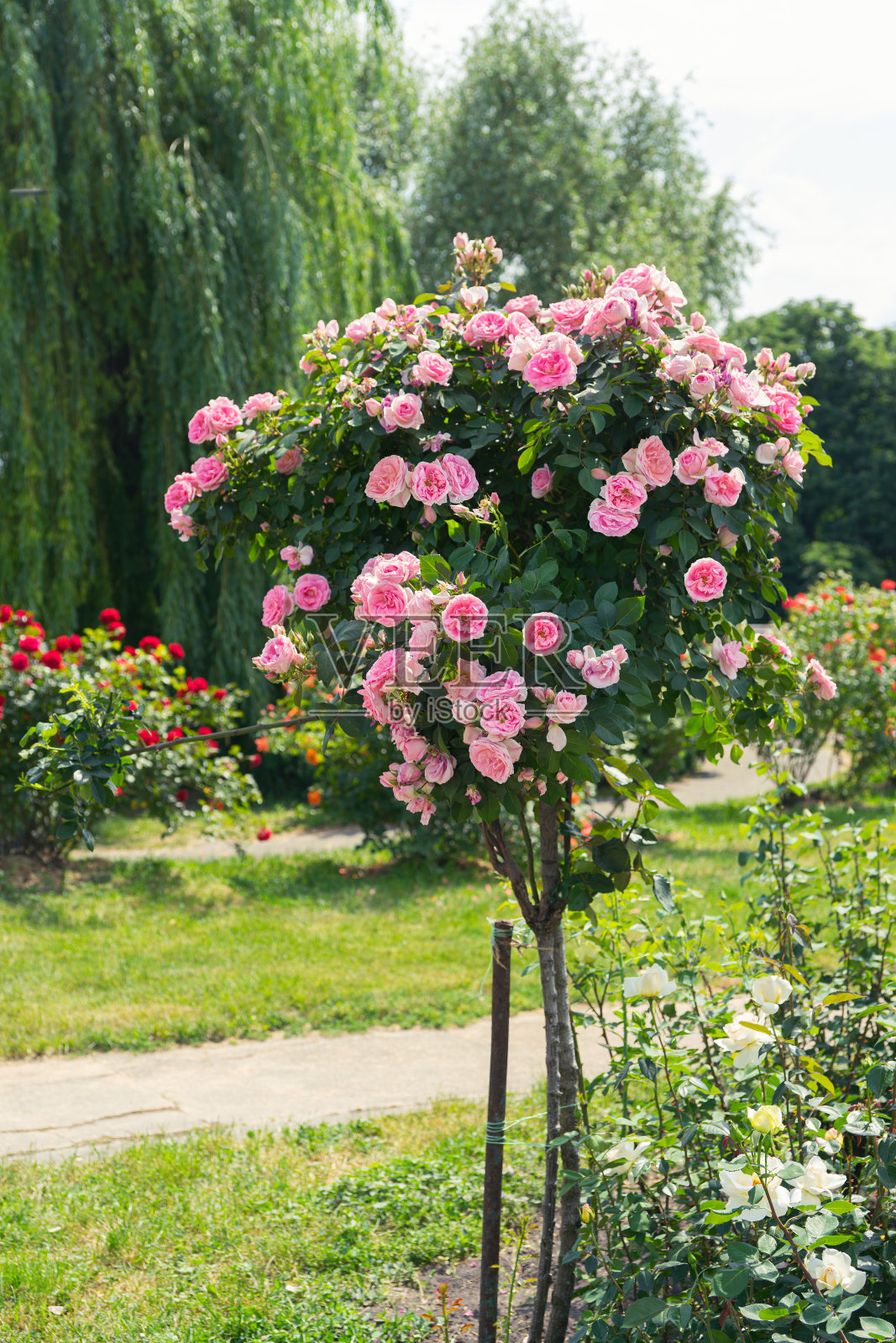 美丽盛开的玫瑰灌木与粉红色的花在花园或公园的背景照片摄影图片