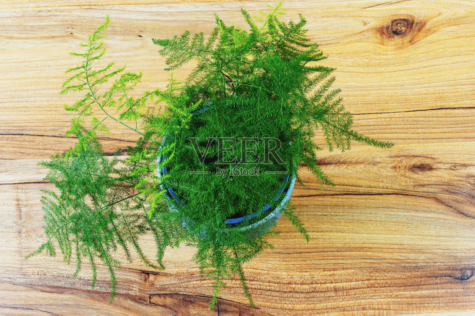 房间地板上的一株小李子蕨照片摄影图片