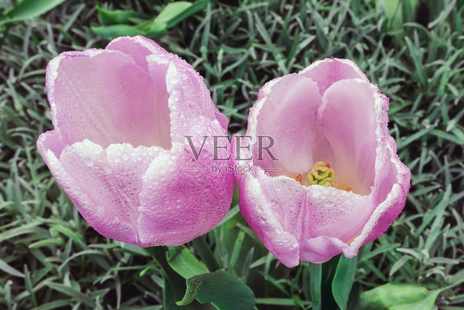 早春时节的两朵淡粉色郁金香照片摄影图片