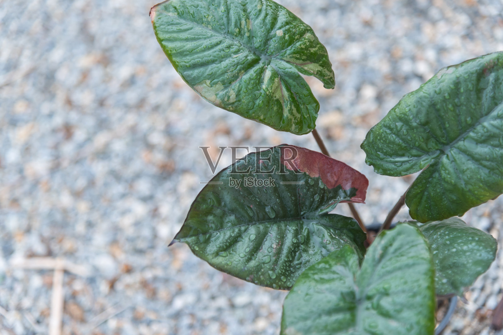 近距离观察罐子里的偶然发现照片摄影图片