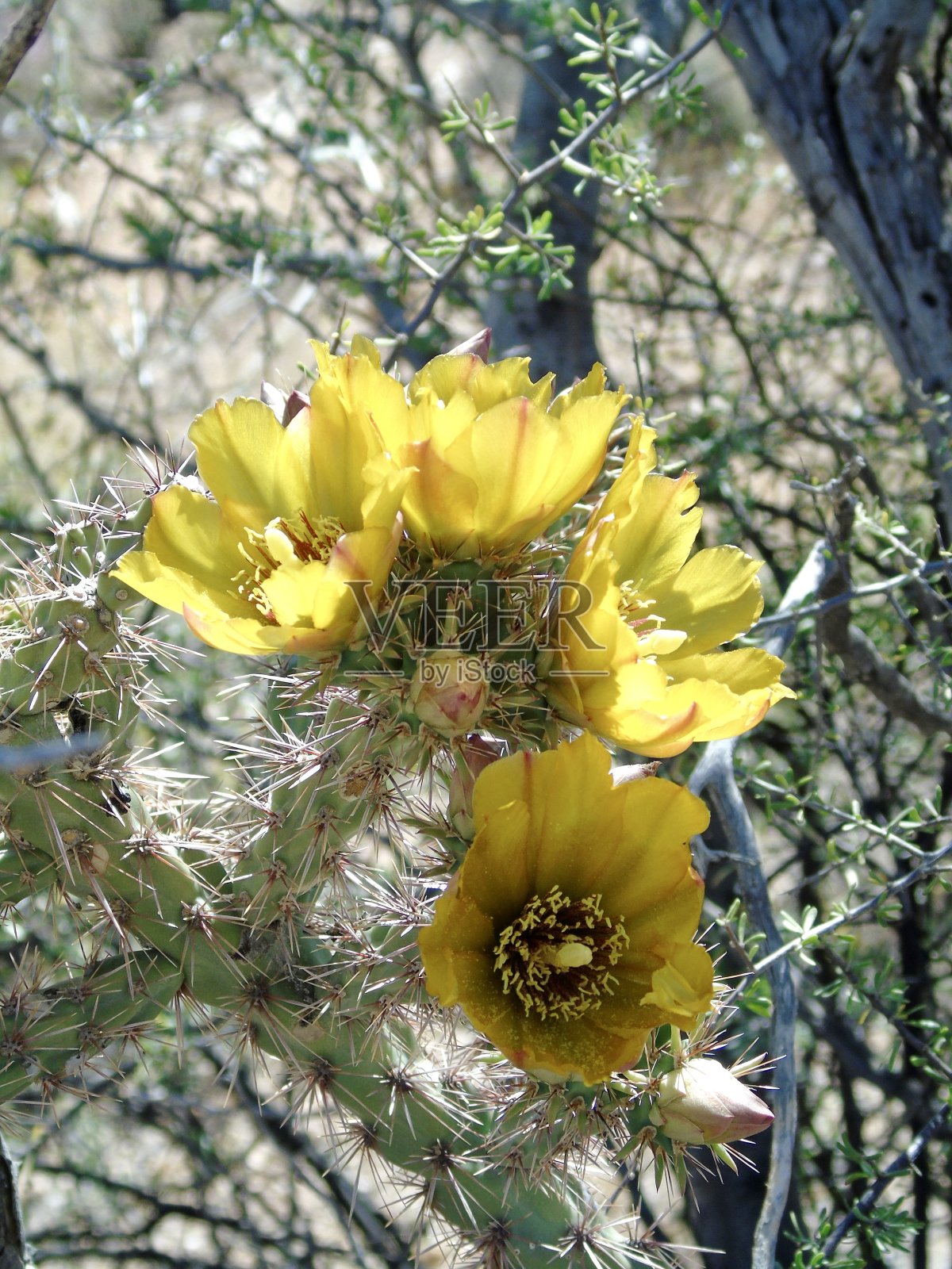 鹿角仙人掌植物(圆柱形仙人掌)在其多刺的树枝上有明亮的黄色花朵照片摄影图片