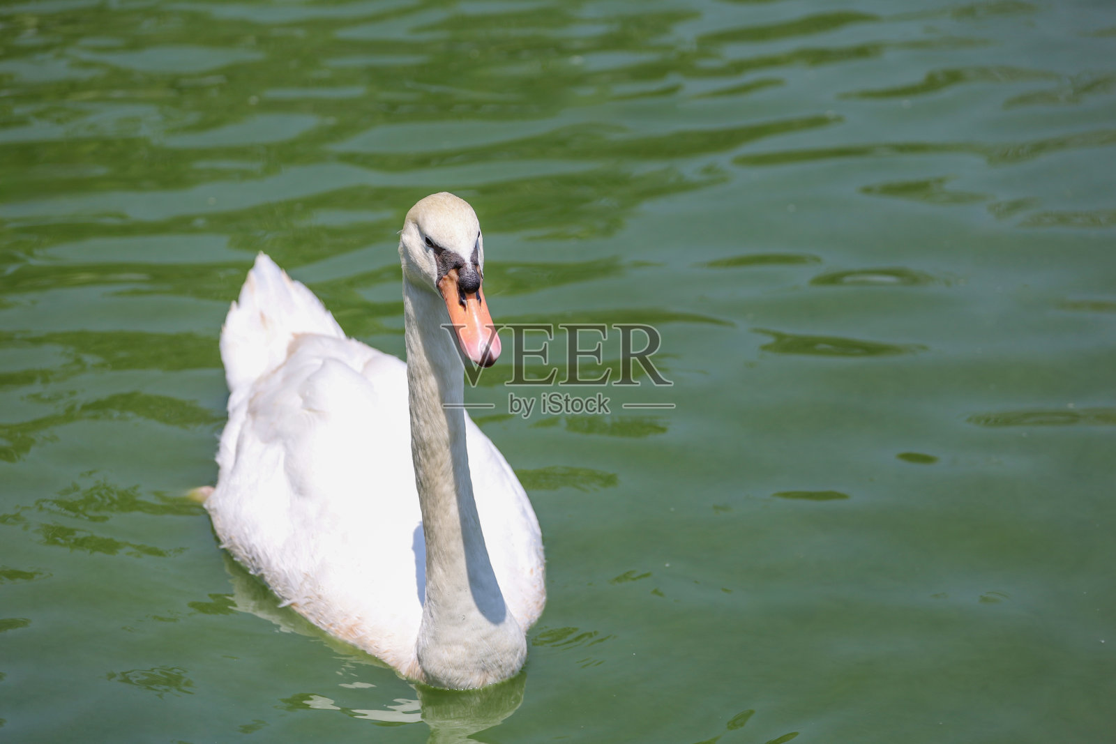 白天鹅在河里很可爱照片摄影图片