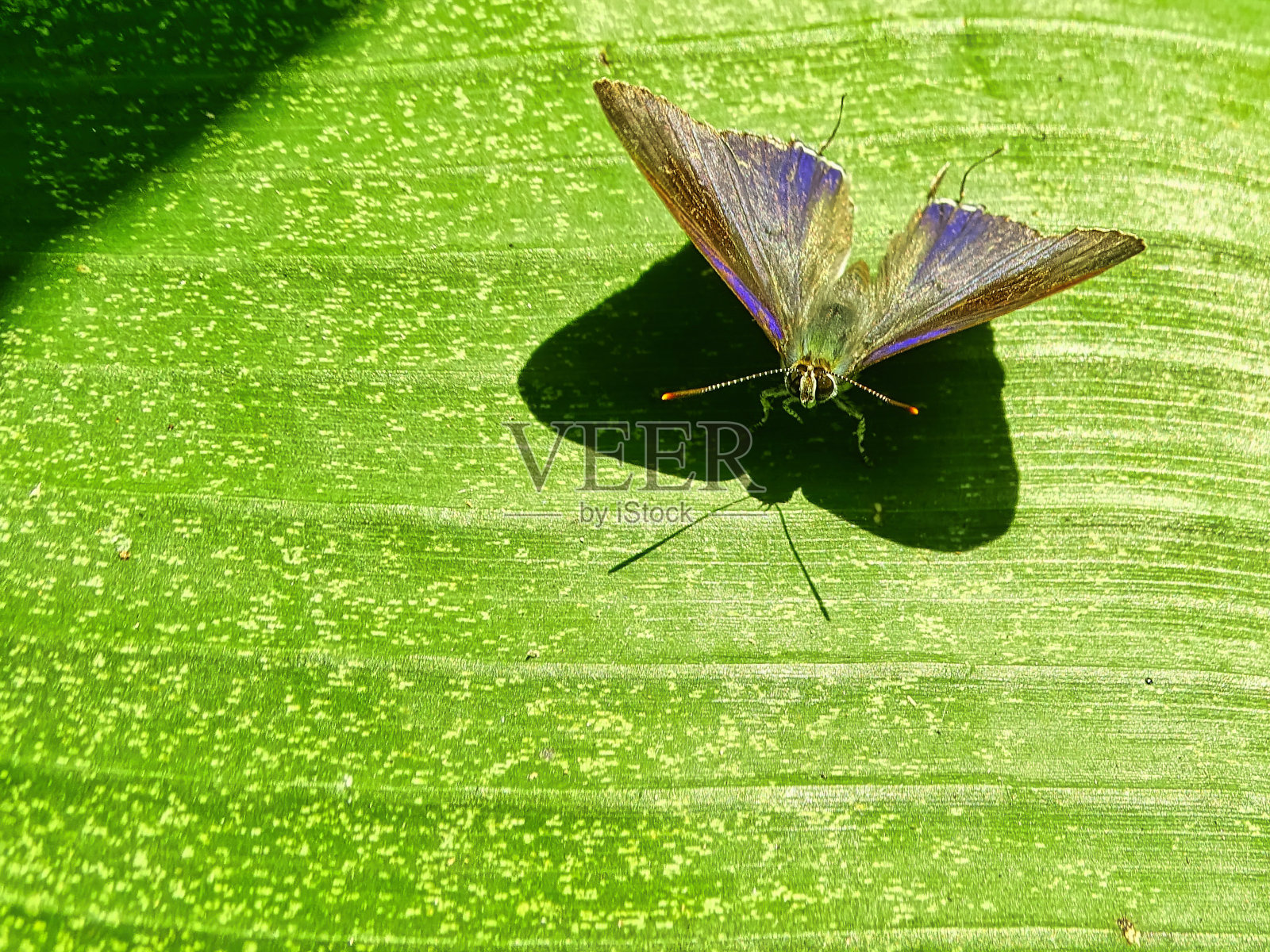 蝴蝶的微距摄影。Hypolycaena erylus照片摄影图片