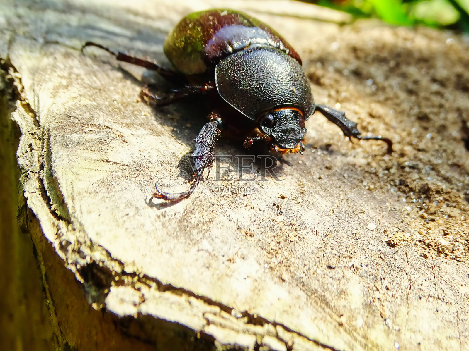 雌性犀牛甲虫，野生动物特写微距照片摄影图片