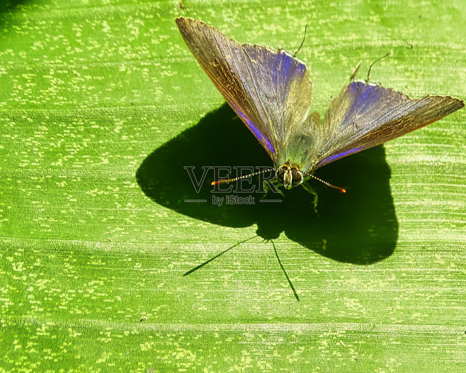 蝴蝶的微距摄影。Hypolycaena erylus照片摄影图片